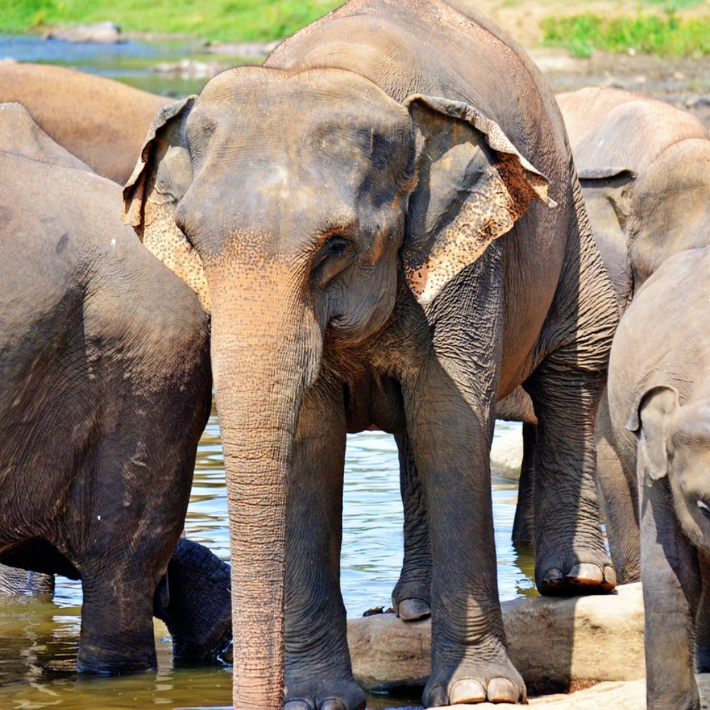 Voyage sur mesure Sri Lanka - Orphelinat des éléphants Pinnawela